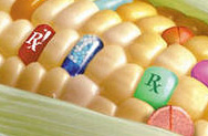 Нужно запретить ГМО, соблюдая правила ВТО