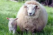Овца - распространитель Интернета