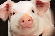 Поголовье свиней в Подмосковье выросло