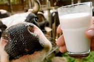 Иностранный капитал душит молочное производство в России