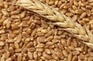 Производство зерна превышает потребности страны